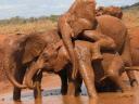 Laikipia takes a wonderful ride on Silango's back