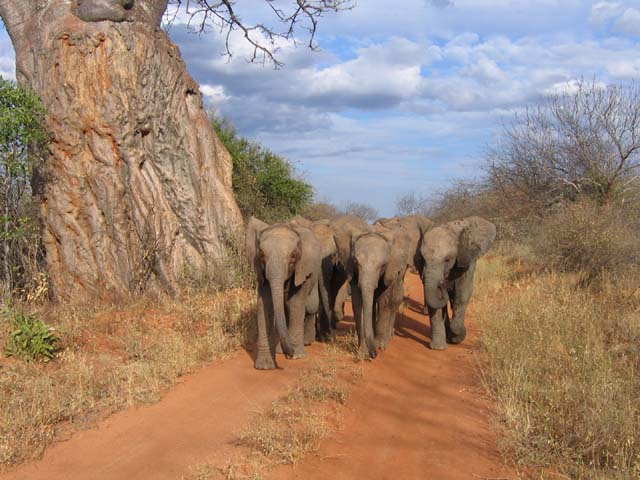 Die Ithumba-Waisen