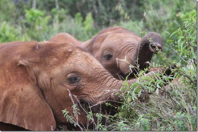 Narok and bomani feeding IMG_6008 (1)