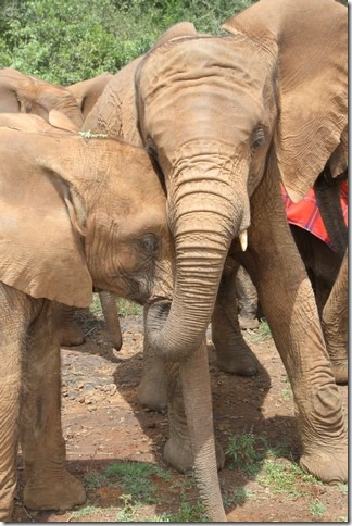 Shukuru and Orwa (2)