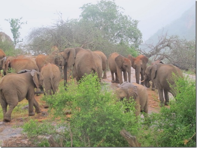 orphans browsing (2)