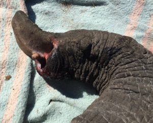 Der Tumor wurde entfernt und die Ränder der Gewebeentfernung mit flüssigem Stickstoff gefrostet.