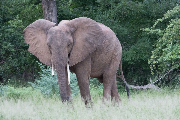 Von Elefantenbeinen, Reiterhosen und tierischen Schmerzen - ein  Erfahrungsbericht - Familienblog DIE ANGELONES
