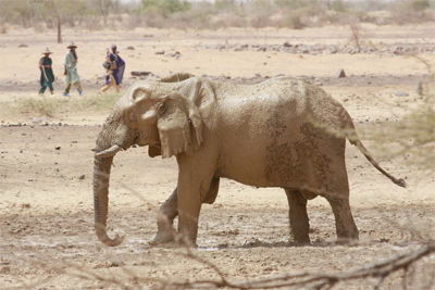 Wüstenelefanten Mali
