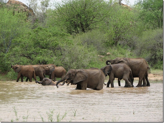 orphans in water. Ithumba