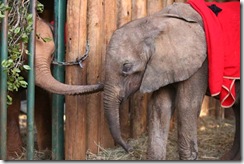 Tassia is warmly greeted upon his 1st meeting with the other nursery orphans