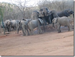 wild elephants joins orphans at stockade water trough (17)
