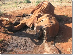 elephant carcasses at Ngutuni ranch (2)