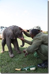 Abdi and Leleruk who fly to the Nanyuki airstrip to take over the rescue of the calf from KWS inspect his wound