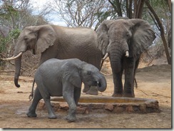 ololoo & two wild elephants
