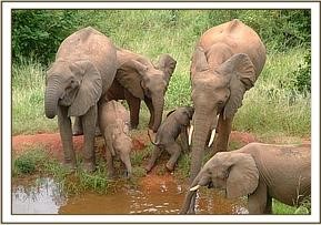 Unterstützung für die Elefanten vom Mwalunganje-Schutzgebiet und von den Shimba Hills