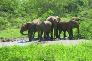 Orphans at the waterhole cooling their body (1)