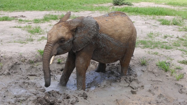 bongo mud bathing (1)