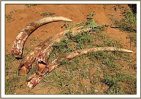 Das Elfenbein der toten Elefantenbullen