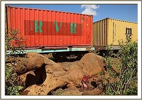 Ein Zug fährt an den toten Elefantenbullen vorbei