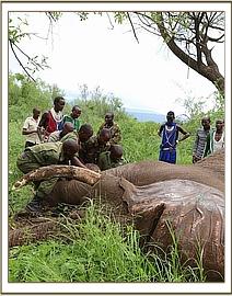Behandlung des Elefanten