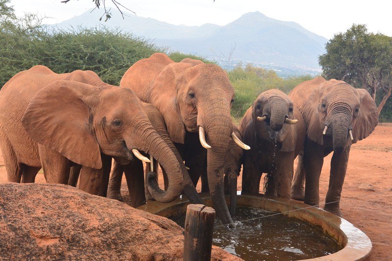 1st herd of wld eles drinking in the stkd (2)