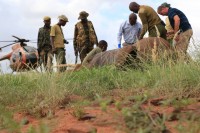 Behandlung eines durch eine Schlinge verletzten Elefanten, nachdem die SkyVets bereits einer verletzte Löwin helfen mussten