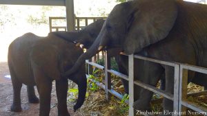 Annabelle is comforted by the other elephants