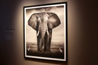 Joachim Schmeisser „Elephant Bull with two birds“ Kenya, 2017
