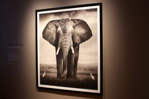 Joachim Schmeisser „Elephant Bull with two birds“ Kenya, 2017