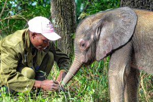 Gift ermutigt Limpopo die Vegetation zu erkunden und zu riechen, auch wenn er noch zu klein ist, um feste Nahrung zu sich zu nehmen.