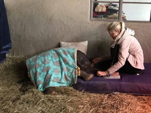 Angela Loubser beruhigt das kleine, erschöpfte Elefantenbaby.
