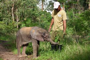 Nachdem sich Limpopo vom Zahnen und einer kritischen Erkrankung erholt hat, wagt er sich mit Amos Musanti in den Busch.