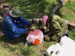 Aus den Kokosnüssen - die aus Mosambik importiert wurden - wird Kokoswasser gewonnen, um es der Milch von Limpopo beizumengen.