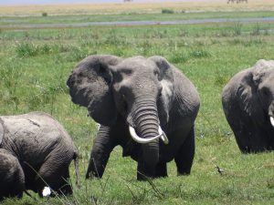 Elefantenkuh in Amboseli