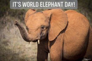World Elephant Day 2019