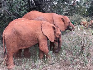 Die älteren Waisenmädchen - wie hier im Foto Maisha - sind ganz vernarrt in die kleine Larro.