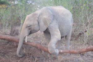 Mwashoti steigt über einen Baumstamm (c) Sheldrick Wildlife Trust