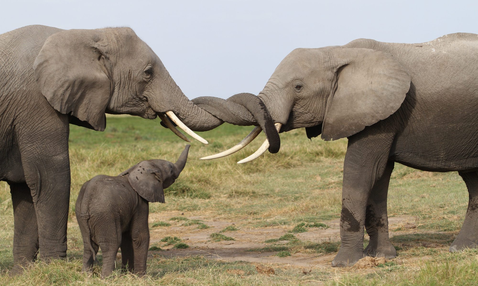 Rettet die Elefanten Afrikas e.V.