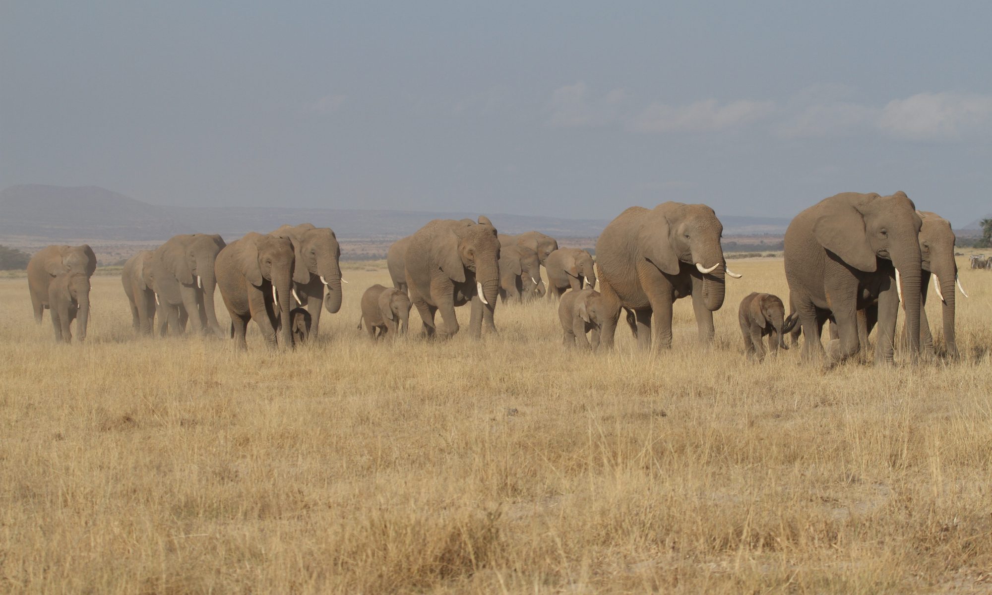 Rettet die Elefanten Afrikas e.V.