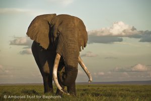 Tim, der legendäre Big Tusker aus Amboseli.