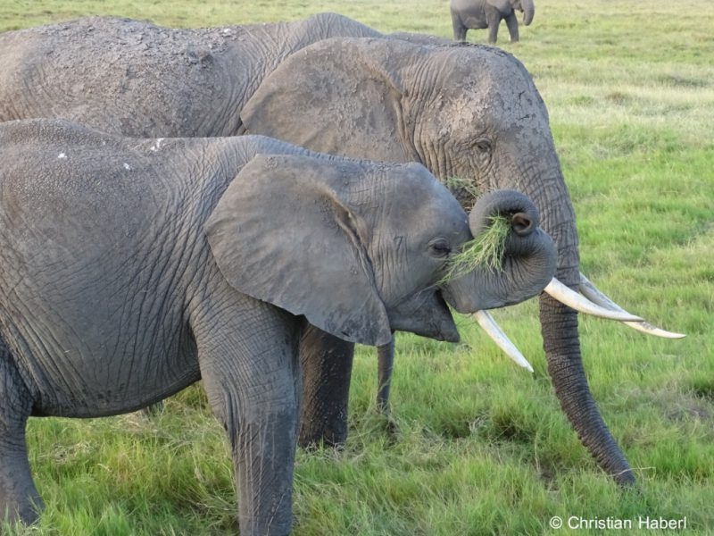 Elefanten genießen frisches Gras am Rand eines Sumpfes.