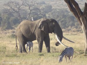 Tim in Gesellschaft eines Kuhreihers und zweier Zebras