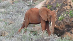 Kenia führt die Herde an (c) Sheldrick Wildlife Trust