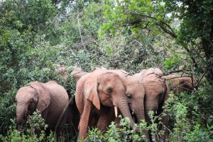 Kiasa, Luggard, Maisha und Enkesha (c) Sheldrick Wildlife Trust