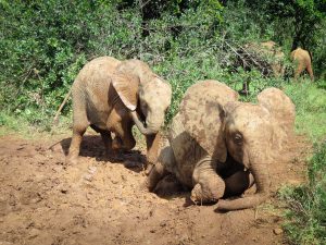 Musiara und Sattao (c) Sheldrick Wildlife Trust