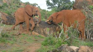 Ndotto fordert Tundani heraus (c) Sheldrick Wildlife Trust