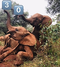 30 Jahre „Rettet die Elefanten Afrikas e.V.“:   Jetzt spenden mit ganz besonderem Gewinn…
