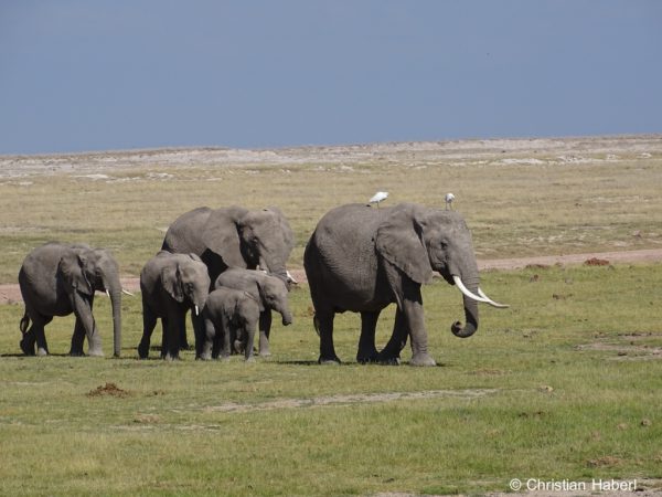 Elefantenkühe mit Kälbern - und Kuhreihern