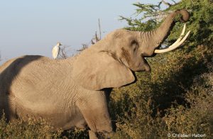 Elefantenkuh mit Kuhreiher