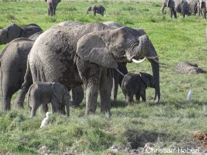 Elefantenfamilie mit kleinen Kälbern