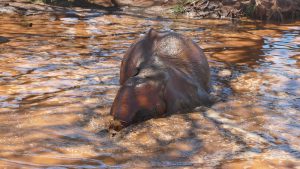 Embu genießt das kühle Naß (c) Sheldrick Wildlife Trust