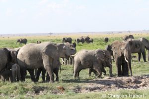 Elefantenherde in Amboseli