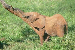 Murit macht ein Nickerchen (c) Sheldrick Wildlife Trust