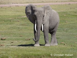 Eine hübsche Elefantenkuh aus Amboseli.